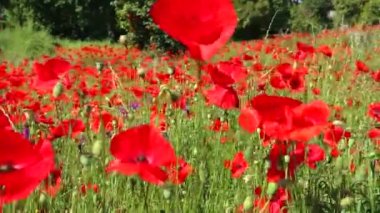 Kırmızı gelinciklerle kaplı büyük bir tarla.