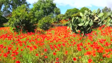 Kırmızı gelinciklerle kaplı büyük bir tarla.