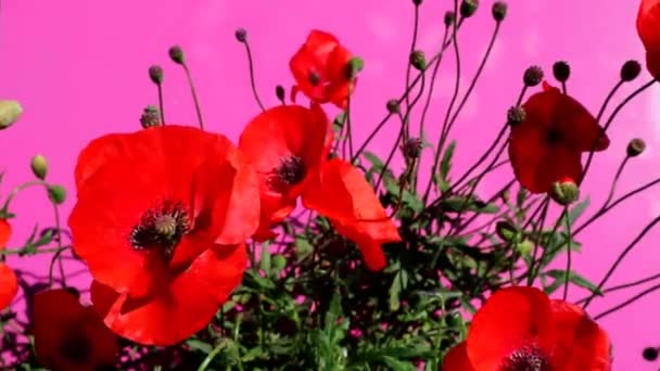 Rote Mohnblumen Auf Einer Purpurroten Hintergrundmohnblume Nahaufnahme — Stockvideo