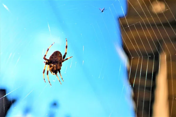 Avrupa çapraz örümcek (Araneus Diadematus) Web üzerinde. — Stok fotoğraf