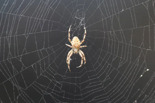 Aranha da Cruz Europeia (Araneus Diadematus) na Web — Fotografia de Stock