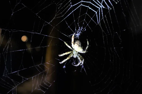 Avrupa Çapraz Örümcek Araneus Diadematus Web Üzerinde — Stok fotoğraf