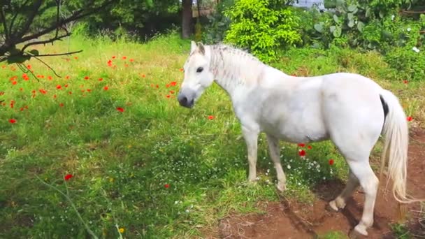 きれいな環境の牧草地で 若い白馬が平和に放牧している — ストック動画