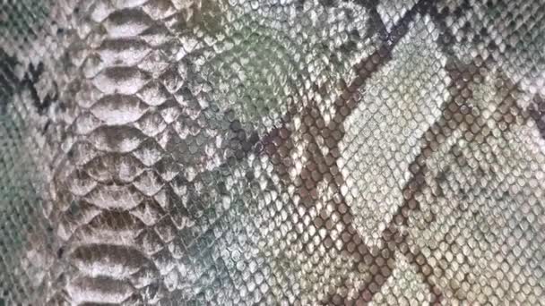 Snake Skin Background Close Texture Close Embossed Skin Python Background — Stock Video