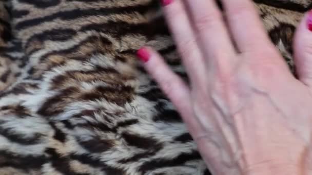 Mano Femenina Acaricia Una Hermosa Piel Leopardo Lujosa Animación Natural — Vídeos de Stock