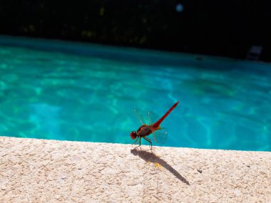 Güzel pembe yusufçuk yüzme p kenarına kadar kapatın