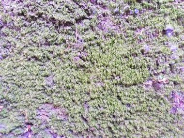 Soyut gri duvar arkaplanı