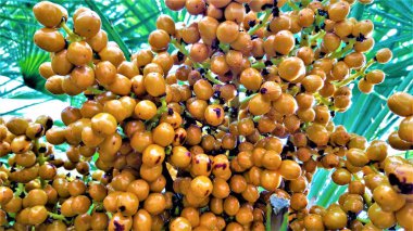 Hurma ağacında yetişen hurma