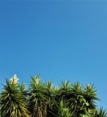 mavi gökyüzünde yeşil yeşillik ile güneş ışığı ağaçları