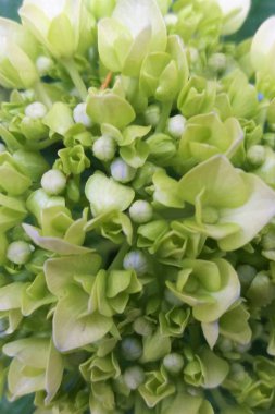 Beyaz çiçek buketi