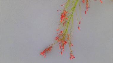 kopya alanı ile duvara kırmızı çiçekler açan