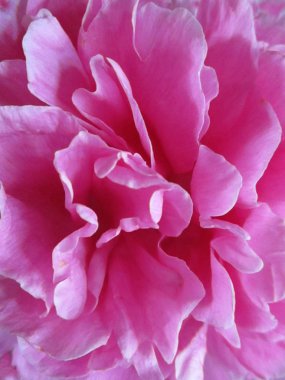  beyaz zemin üzerine Şakayık