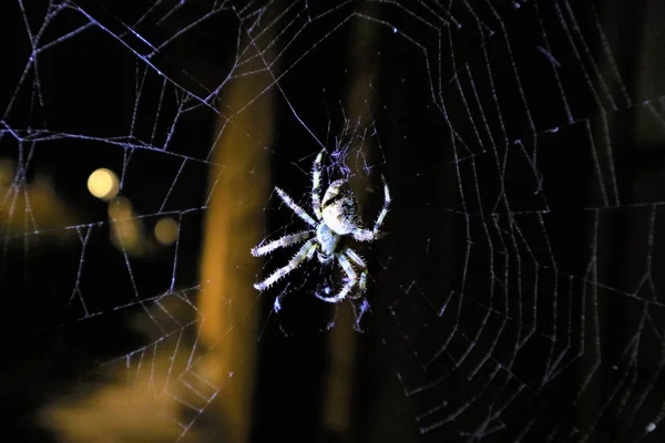 Európai határokon Web Spider (Araneus Diadematus). — Stock Fotó