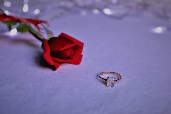 Vörös rózsa, eljegyzési gyűrű — Stock Fotó