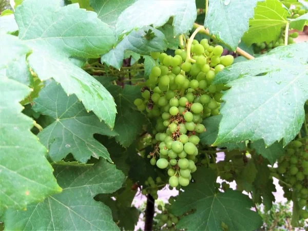 Uvas Maduras Penduradas Vinhas Árvores Uva — Fotografia de Stock