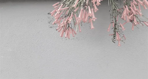 灰色の壁でピンクの花を咲かせる — ストック写真