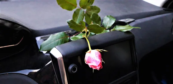 Rose flower in the car for unexpected love and a romantic symbol on Valentine\'s Day. with copy space