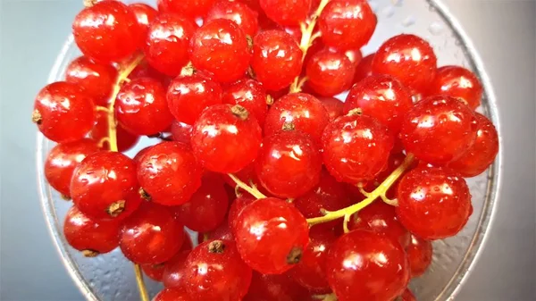 Groseilles Rouges Sur Fond Clair — Photo