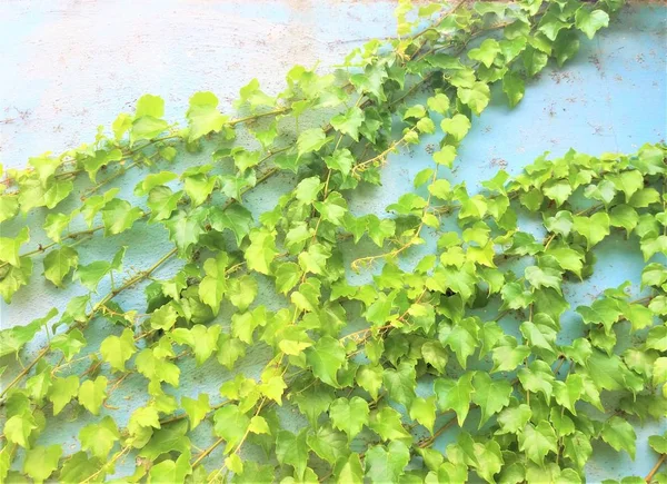 blue wall with green ivy, floral background