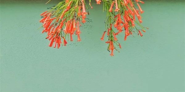 コピースペース付きの壁で赤い花を咲かせる — ストック写真