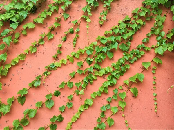 pink wall with green ivy, grunge background