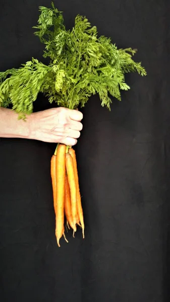 Hand Holding Fresh Homegrown Carrots Dark Background — Stock Photo, Image