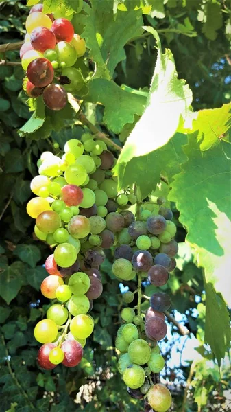 Uvas Maduras Penduradas Vinhas Árvores Uva — Fotografia de Stock