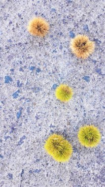 kopya alanı ile kara tahta üzerinde kabukları kestane