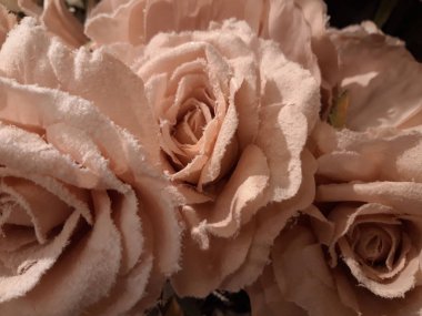 Buketteki pembe güllerin üzerindeki beyaz don. Beyaz buzla kaplı pembe güller.