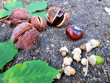 Sonbahar mevsiminde yerde yapraklar ve kestane meyveleri vardı. Fotoğraf yakın plan