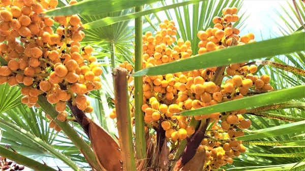 Букет Жовтих Дат Пальмовому Дереві — стокове фото