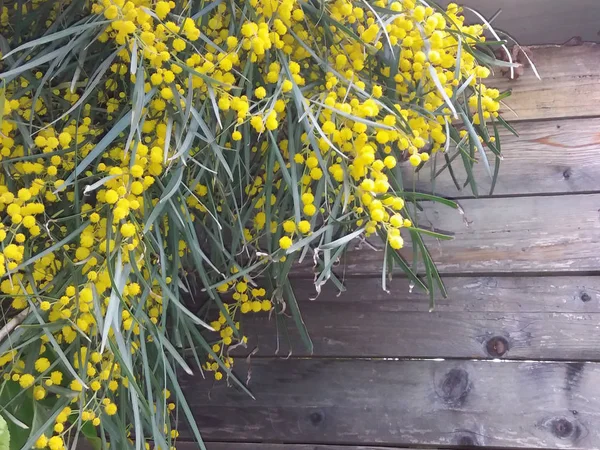 Branch of mimosa tree with flowers. — Stock Photo, Image