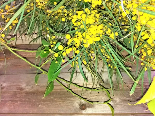 Branch of mimosa tree with flowers. — Stock Photo, Image