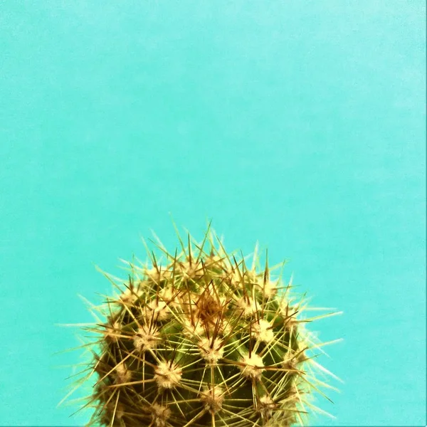 Cactus Azul Con Espacio Copia —  Fotos de Stock