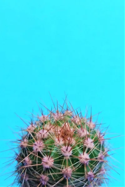 Kaktus Den Blå Med Kopiera Utrymme — Stockfoto