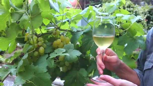 Copo Com Vinho Branco Vinhedaclose Copo Vinho Branco Com Uvas — Vídeo de Stock