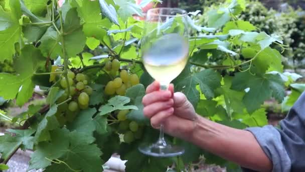 Copo Com Vinho Branco Vinhedaclose Copo Vinho Branco Com Uvas — Vídeo de Stock