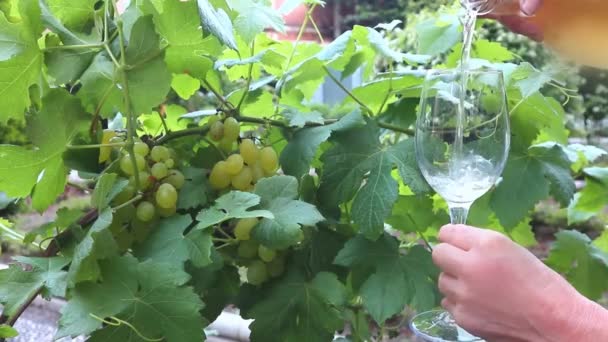 Üveg Fehérbor Vineyardclose Egy Pohár Fehér Borral Szőlő Termesztésben Szőlőskert — Stock videók