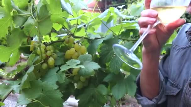 Copo Com Vinho Branco Vinhedaclose Copo Vinho Branco Com Uvas — Vídeo de Stock