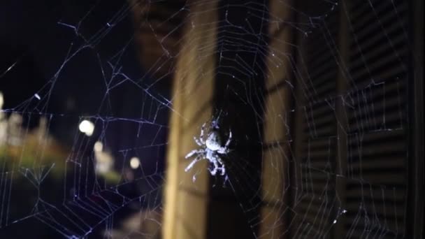 Křížový Pavouk Oblečkem Webeuropean Araneus Diadematus Webových Stránkách Vede Pryč — Stock video