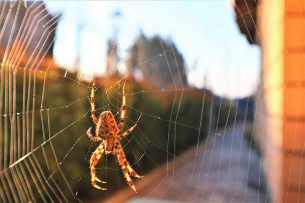 Eurooppalainen risti hämähäkki (Araneus Diadematus) Internetissä . — kuvapankkivalokuva