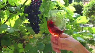 Kadın el Şarap kadehi bağ güneşli bir günde tutarak.