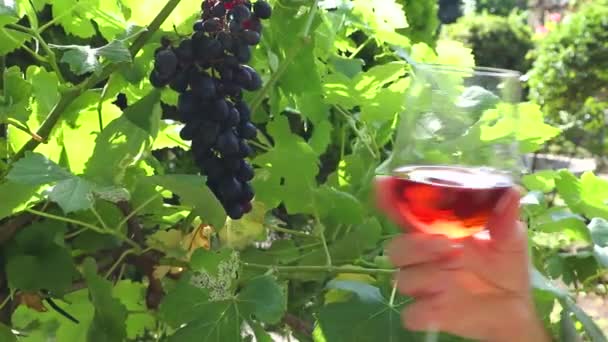 Mano Mujer Sosteniendo Copa Vino Viñedo Día Soleado — Vídeo de stock