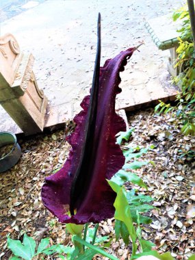 Amorphophallus konjac - hoş olmayan bir koku ile çiçek.