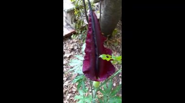 Amorphophallus konjac - hoş olmayan bir koku ile çiçek. Amorphophallus konjac - Corpse Flower, Devil's Tongue, Elephant Yam, Voodoo Lily veya sadece düz Konjac - ama Amorphophallus konjac süper boyutlu bir sürpriz