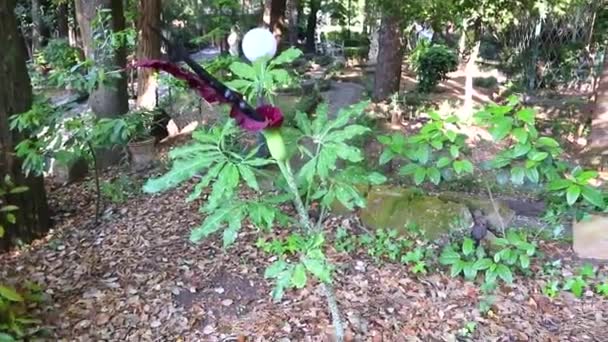 Amorphophallus Konjac Цветок Неприятным Запахом Amorphophallus Konjac Corpse Flower Devil — стоковое видео