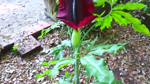 Amorphophallus Konjac Bloem Met Een Onaangename Geur Amorphophallus Konjac Corpse — Stockvideo