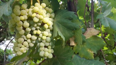 Bir bağda erken üzüm