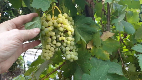 Tidiga druvor på en vingård — Stockfoto