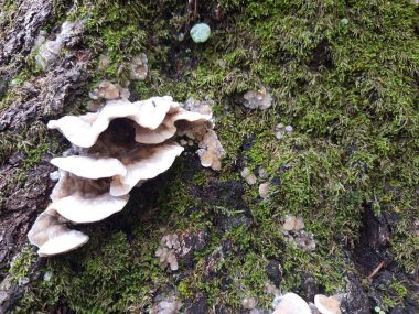 Yosunlu bir duvarın önünde mantar kolonisi.